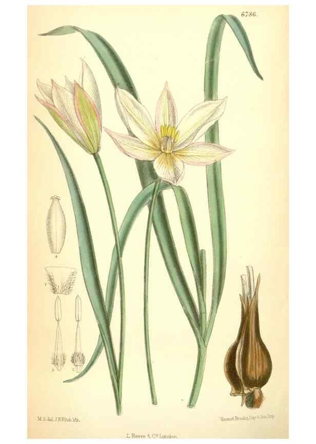 Reproducción/Reproduction 34573468874: Curtis's botanical magazine.. London ; New York [etc.] :Academic Press [etc.]