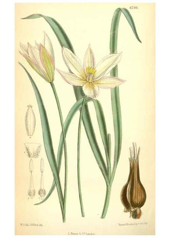 Reproducción/Reproduction 34573468874: Curtis's botanical magazine.. London ; New York [etc.] :Academic Press [etc.]