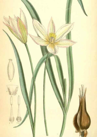 Reproducción/Reproduction 34573468874: Curtis's botanical magazine.. London ; New York [etc.] :Academic Press [etc.]