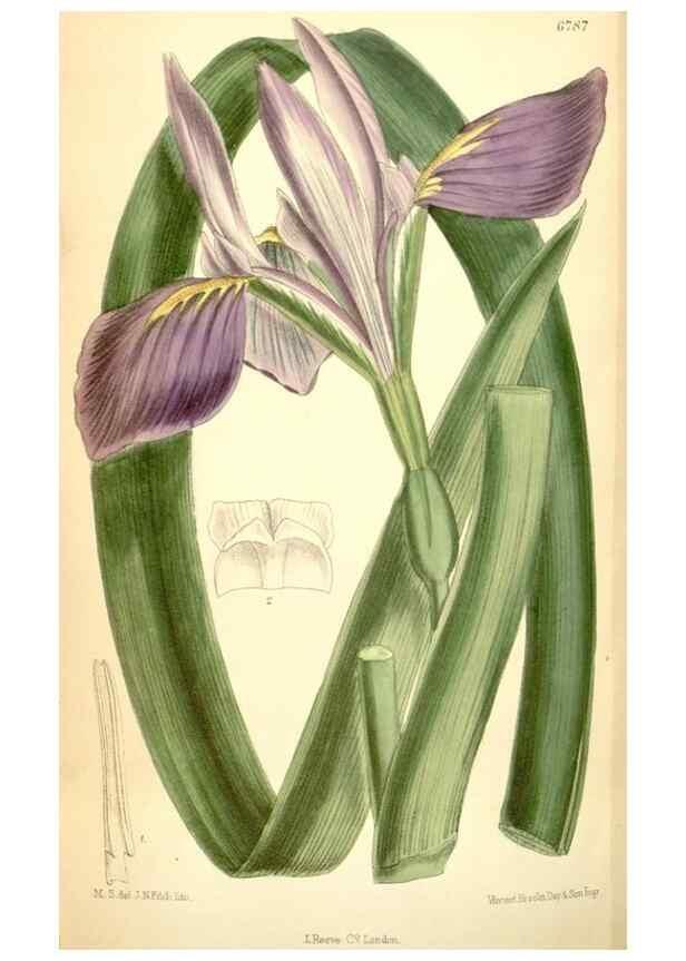 Reproducción/Reproduction 34605702683: Curtis's botanical magazine.. London ; New York [etc.] :Academic Press [etc.]