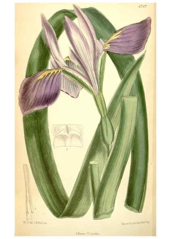 Reproducción/Reproduction 34605702683: Curtis's botanical magazine.. London ; New York [etc.] :Academic Press [etc.]