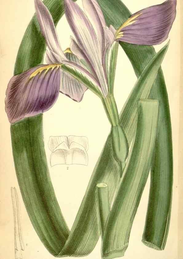 Reproducción/Reproduction 34605702683: Curtis's botanical magazine.. London ; New York [etc.] :Academic Press [etc.]