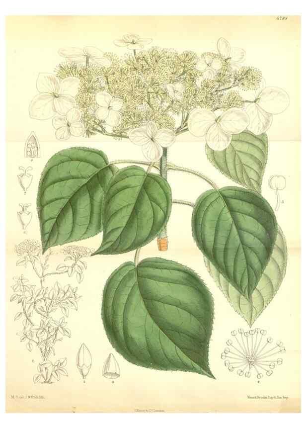 Reproducción/Reproduction 34573475084: Curtis's botanical magazine.. London ; New York [etc.] :Academic Press [etc.]