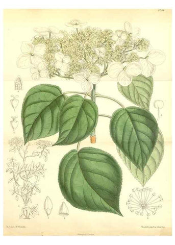 Reproducción/Reproduction 34573475084: Curtis's botanical magazine.. London ; New York [etc.] :Academic Press [etc.]