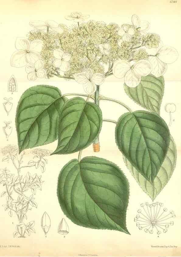 Reproducción/Reproduction 34573475084: Curtis's botanical magazine.. London ; New York [etc.] :Academic Press [etc.]