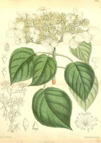 Reproducción/Reproduction 34573475084: Curtis's botanical magazine.. London ; New York [etc.] :Academic Press [etc.]