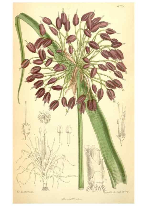 Reproducción/Reproduction 35285701691: Curtis's botanical magazine.. London ; New York [etc.] :Academic Press [etc.]