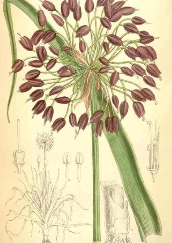 Reproducción/Reproduction 35285701691: Curtis's botanical magazine.. London ; New York [etc.] :Academic Press [etc.]