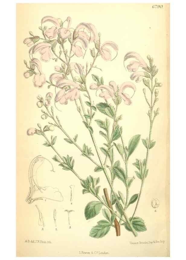 Reproducción/Reproduction 35028291430: Curtis's botanical magazine.. London ; New York [etc.] :Academic Press [etc.]