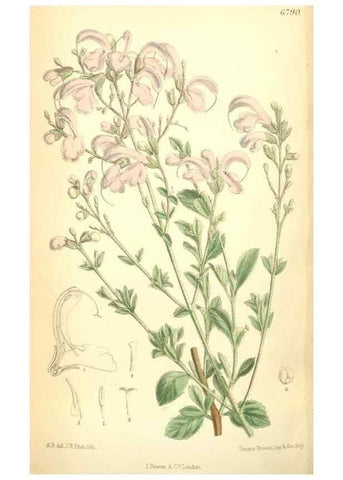 Reproducción/Reproduction 35028291430: Curtis's botanical magazine.. London ; New York [etc.] :Academic Press [etc.]