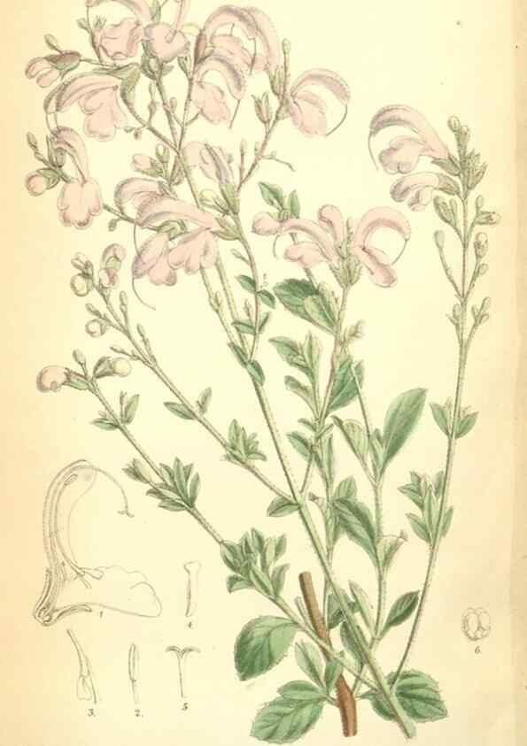 Reproducción/Reproduction 35028291430: Curtis's botanical magazine.. London ; New York [etc.] :Academic Press [etc.]