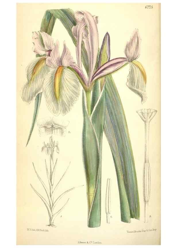 Reproducción/Reproduction 35375915276: Curtis's botanical magazine.. London ; New York [etc.] :Academic Press [etc.]