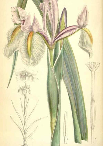 Reproducción/Reproduction 35375915276: Curtis's botanical magazine.. London ; New York [etc.] :Academic Press [etc.]