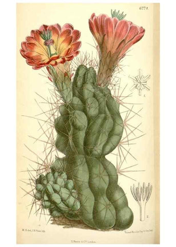 Reproducción/Reproduction 35375913776: Curtis's botanical magazine.. London ; New York [etc.] :Academic Press [etc.]