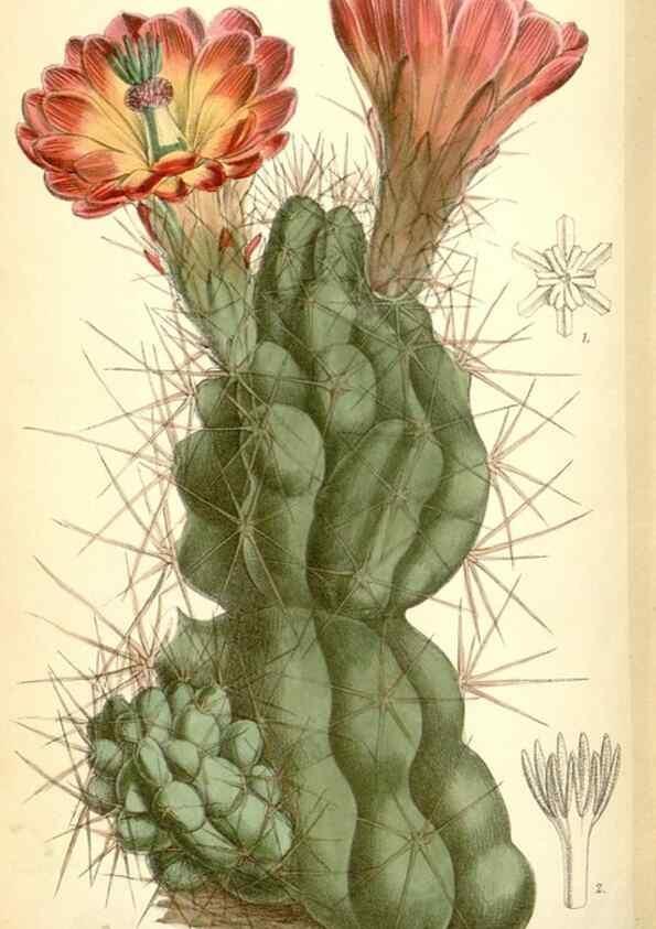 Reproducción/Reproduction 35375913776: Curtis's botanical magazine.. London ; New York [etc.] :Academic Press [etc.]