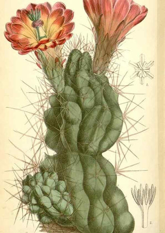 Reproducción/Reproduction 35375913776: Curtis's botanical magazine.. London ; New York [etc.] :Academic Press [etc.]