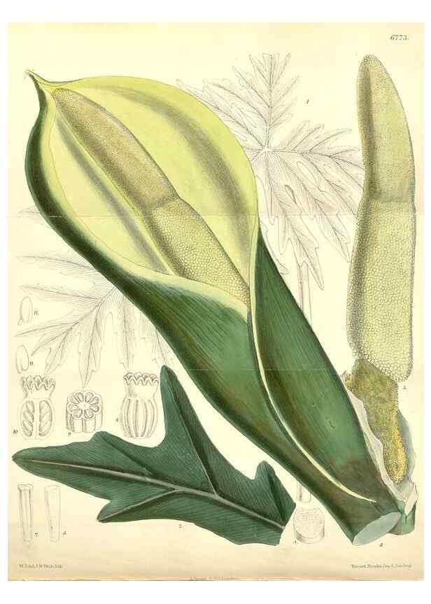 Reproducción/Reproduction 35285671461: Curtis's botanical magazine.. London ; New York [etc.] :Academic Press [etc.]