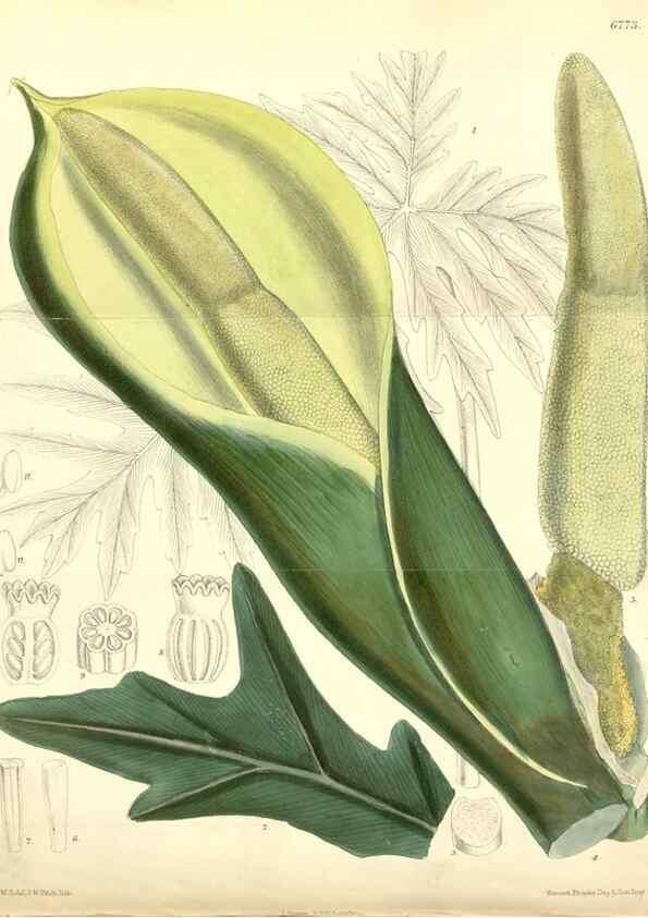 Reproducción/Reproduction 35285671461: Curtis's botanical magazine.. London ; New York [etc.] :Academic Press [etc.]