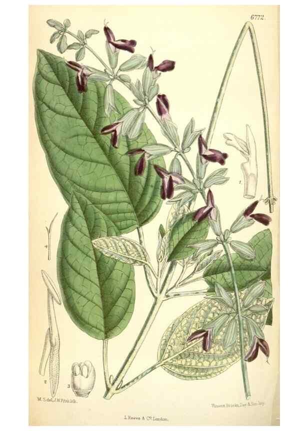 Reproducción/Reproduction 35375909556: Curtis's botanical magazine.. London ; New York [etc.] :Academic Press [etc.]