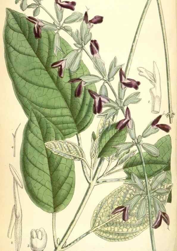 Reproducción/Reproduction 35375909556: Curtis's botanical magazine.. London ; New York [etc.] :Academic Press [etc.]