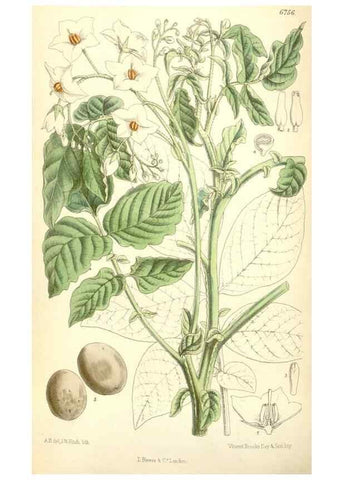 Reproducción/Reproduction 35285643461: Curtis's botanical magazine.. London ; New York [etc.] :Academic Press [etc.]