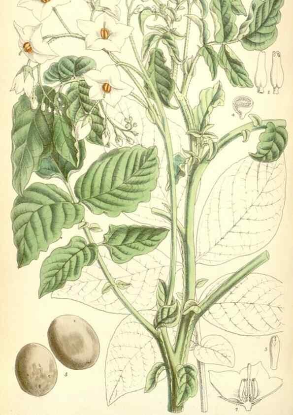 Reproducción/Reproduction 35285643461: Curtis's botanical magazine.. London ; New York [etc.] :Academic Press [etc.]