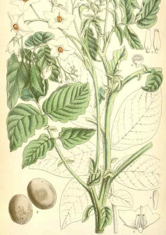 Reproducción/Reproduction 35285643461: Curtis's botanical magazine.. London ; New York [etc.] :Academic Press [etc.]