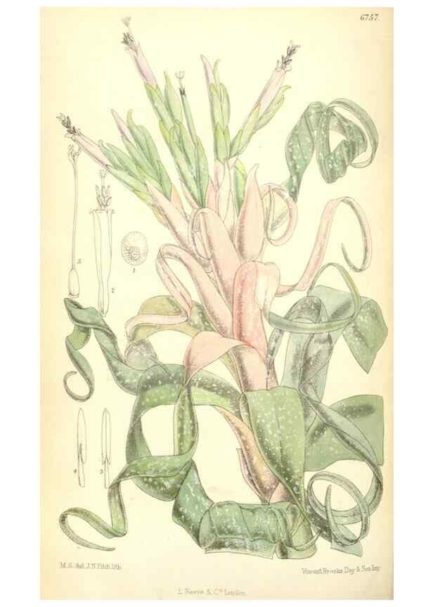 Reproducción/Reproduction 35248744512: Curtis's botanical magazine.. London ; New York [etc.] :Academic Press [etc.]