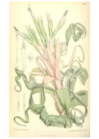 Reproducción/Reproduction 35248744512: Curtis's botanical magazine.. London ; New York [etc.] :Academic Press [etc.]