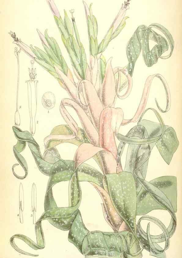 Reproducción/Reproduction 35248744512: Curtis's botanical magazine.. London ; New York [etc.] :Academic Press [etc.]