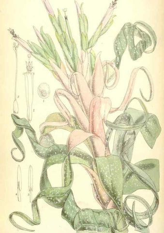 Reproducción/Reproduction 35248744512: Curtis's botanical magazine.. London ; New York [etc.] :Academic Press [etc.]