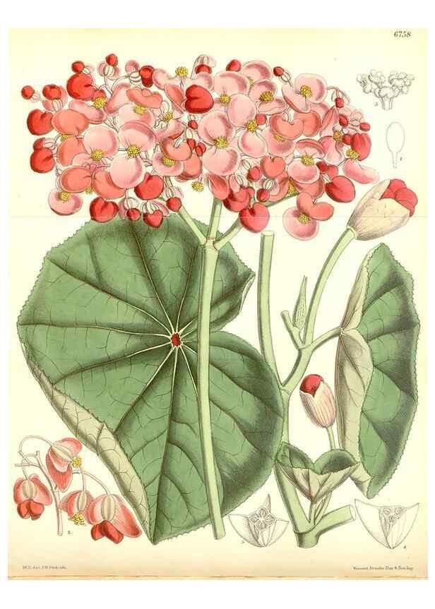 Reproducción/Reproduction 35248746432: Curtis's botanical magazine.. London ; New York [etc.] :Academic Press [etc.]