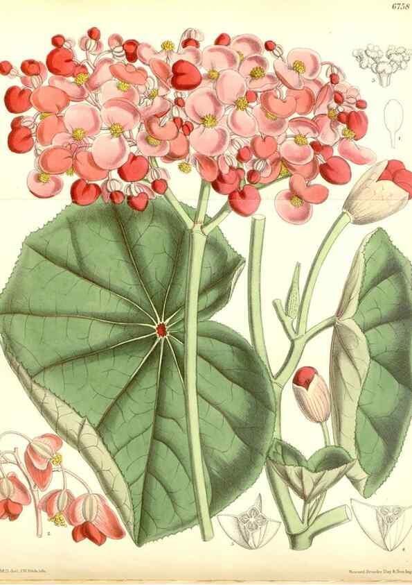 Reproducción/Reproduction 35248746432: Curtis's botanical magazine.. London ; New York [etc.] :Academic Press [etc.]