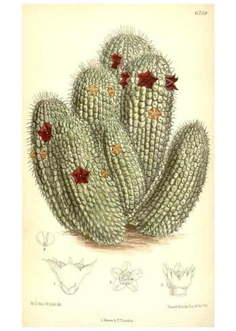 Reproducción/Reproduction 35248747462: Curtis's botanical magazine.. London ; New York [etc.] :Academic Press [etc.]