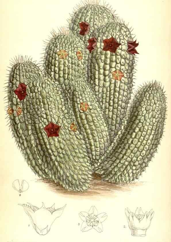 Reproducción/Reproduction 35248747462: Curtis's botanical magazine.. London ; New York [etc.] :Academic Press [etc.]