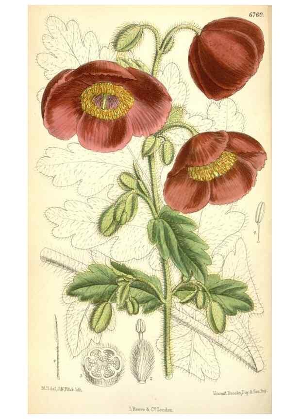 Reproducción/Reproduction 34573408574: Curtis's botanical magazine.. London ; New York [etc.] :Academic Press [etc.]