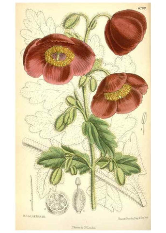Reproducción/Reproduction 34573408574: Curtis's botanical magazine.. London ; New York [etc.] :Academic Press [etc.]