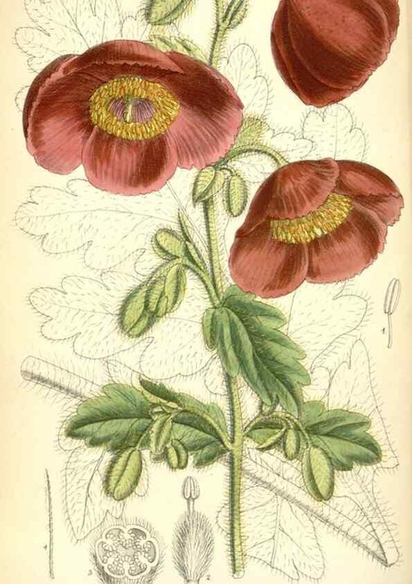Reproducción/Reproduction 34573408574: Curtis's botanical magazine.. London ; New York [etc.] :Academic Press [etc.]
