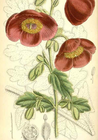 Reproducción/Reproduction 34573408574: Curtis's botanical magazine.. London ; New York [etc.] :Academic Press [etc.]