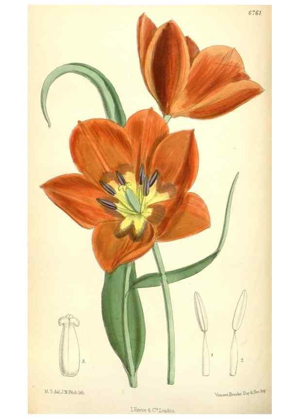 Reproducción/Reproduction 34573410284: Curtis's botanical magazine.. London ; New York [etc.] :Academic Press [etc.]