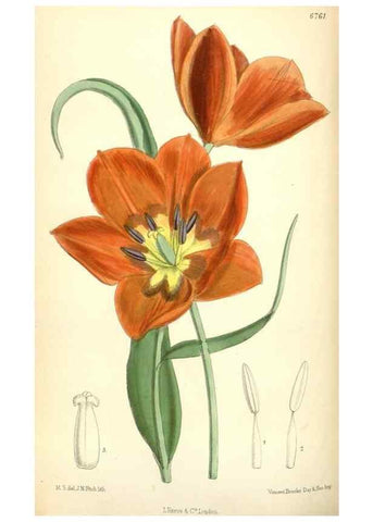 Reproducción/Reproduction 34573410284: Curtis's botanical magazine.. London ; New York [etc.] :Academic Press [etc.]