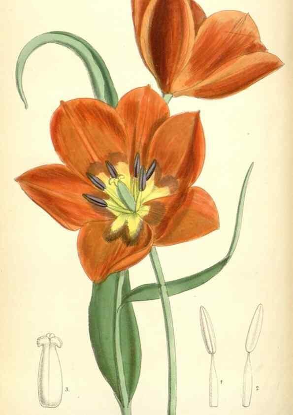 Reproducción/Reproduction 34573410284: Curtis's botanical magazine.. London ; New York [etc.] :Academic Press [etc.]