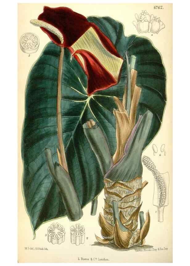 Reproducción/Reproduction 34573412174: Curtis's botanical magazine.. London ; New York [etc.] :Academic Press [etc.]