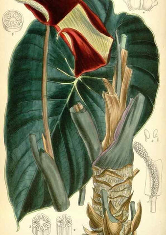 Reproducción/Reproduction 34573412174: Curtis's botanical magazine.. London ; New York [etc.] :Academic Press [etc.]