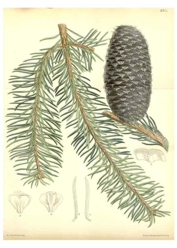 Reproducción/Reproduction 35285639271: Curtis's botanical magazine.. London ; New York [etc.] :Academic Press [etc.]