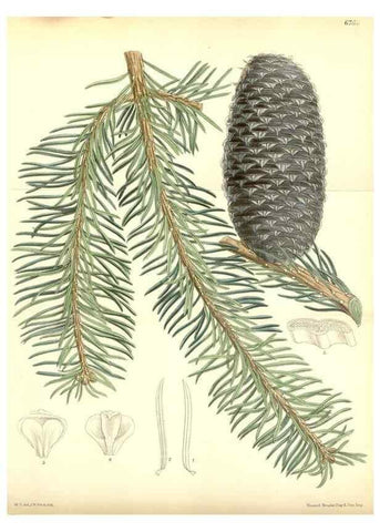 Reproducción/Reproduction 35285639271: Curtis's botanical magazine.. London ; New York [etc.] :Academic Press [etc.]