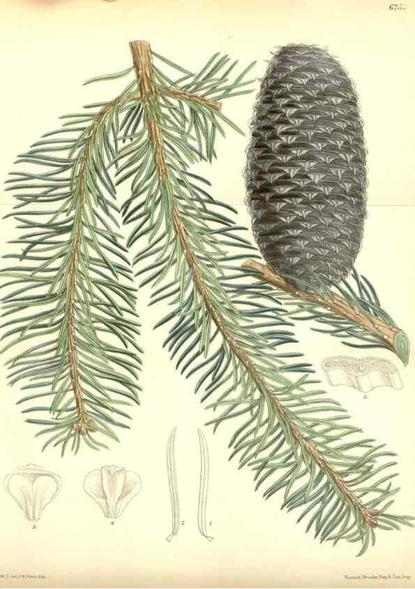 Reproducción/Reproduction 35285639271: Curtis's botanical magazine.. London ; New York [etc.] :Academic Press [etc.]