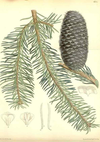 Reproducción/Reproduction 35285639271: Curtis's botanical magazine.. London ; New York [etc.] :Academic Press [etc.]