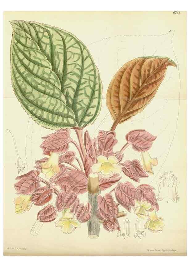 Reproducción/Reproduction 34573413944: Curtis's botanical magazine.. London ; New York [etc.] :Academic Press [etc.]