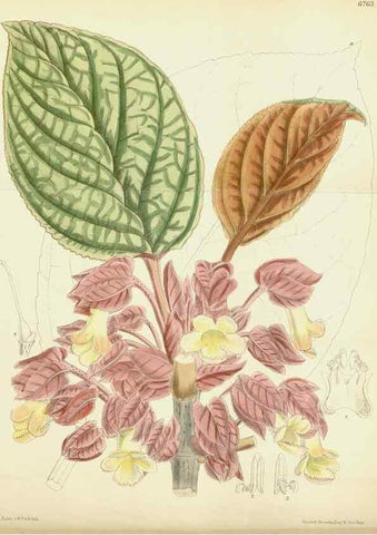 Reproducción/Reproduction 34573413944: Curtis's botanical magazine.. London ; New York [etc.] :Academic Press [etc.]